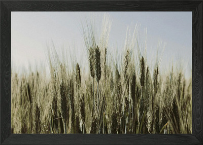 Weizenfeld unter blassem Himmel gerahmtes Wandbild Poster Leinwanddruck Bild