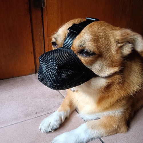 Museruola traspirante per cani animali domestici cane rete d'aria anti morso anti leccare/abbaiare copri bocca - Foto 11 di 22