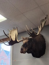 Alaskan Yukon Moose Shoulder Mount Outside Spread Approx 65" Detachable Antlers 