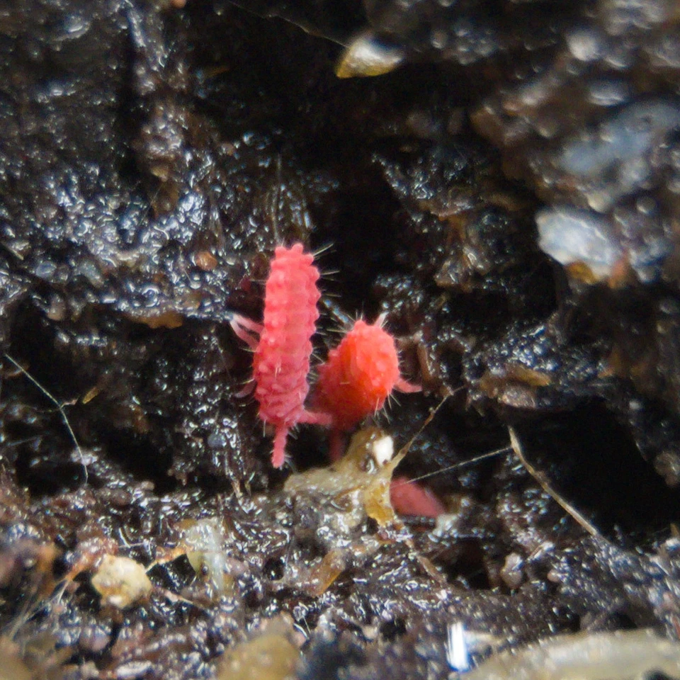 25+ Thai Red Lobella Springtails Rare Starter Culture Feeder LAG - Image 4 of 4