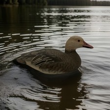 Adult Snow Goose Signed By Artist Hai Fang Ma Approximately-3.25”T x 7”L