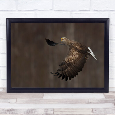 Bokeh Wildlife Wild Natur Tier Tiere Vogel Vögel Adler Fliege Wandkunstdruck