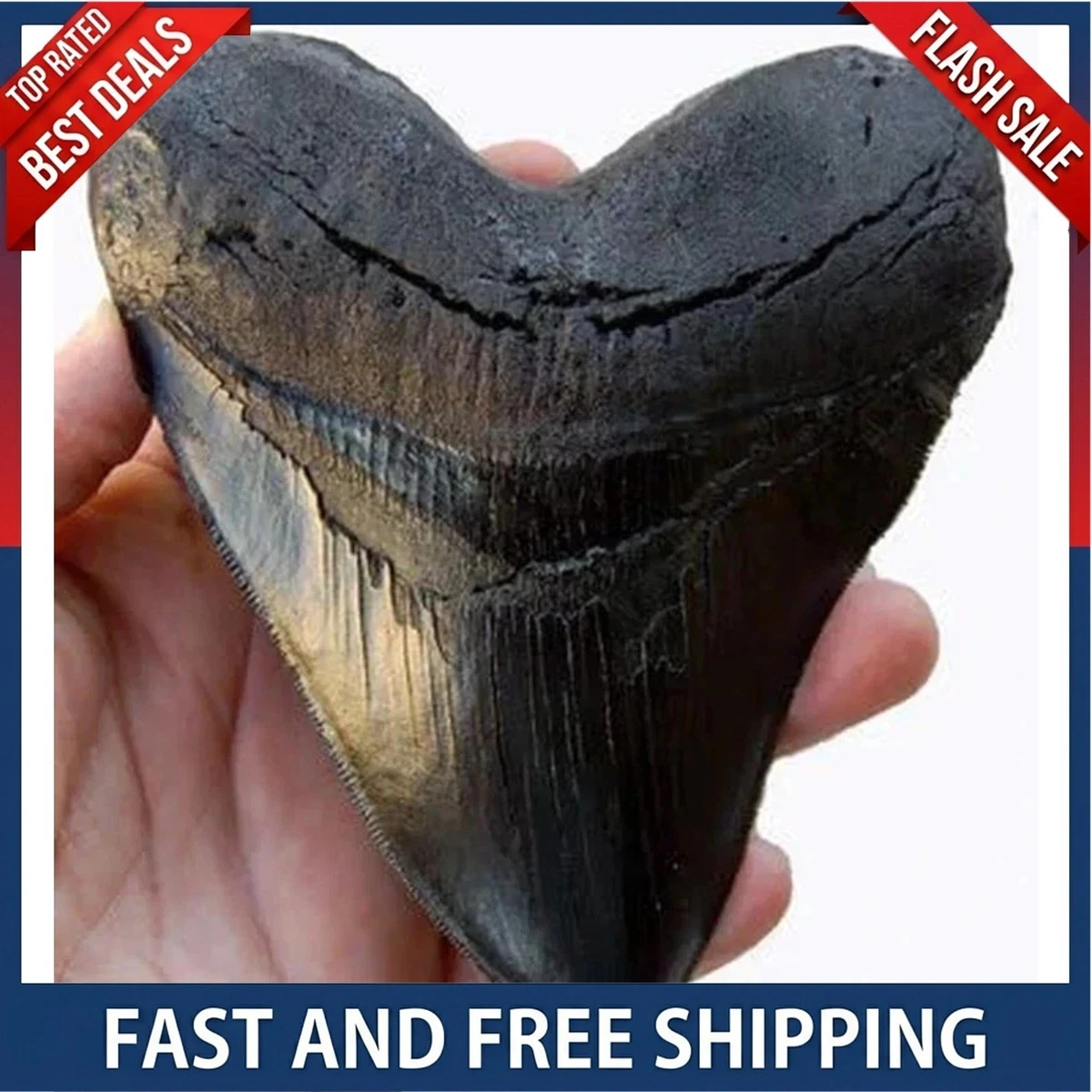 化石| eBay