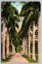 Vintage Linen Postcard Avenue of Royal Palms Florida F276