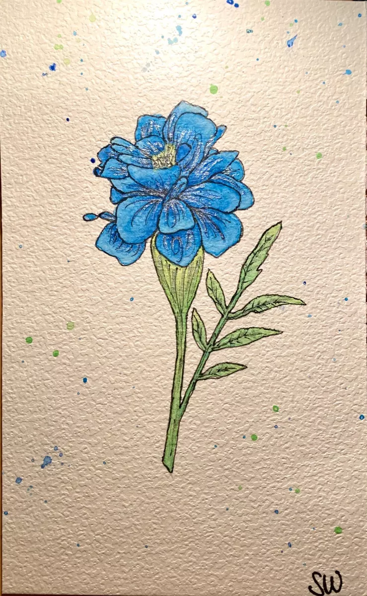 Blue marigolds 2024