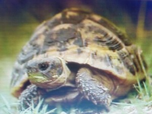20 000 Graines Mélanges De Fleurs Pour Tortues Terrestres 10M²/11 plante a SEMER