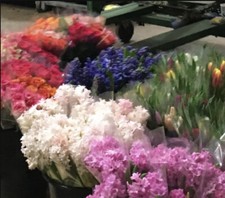 10 x Mixed Hyacinth Bulbs (Ready to Plant) Free UK