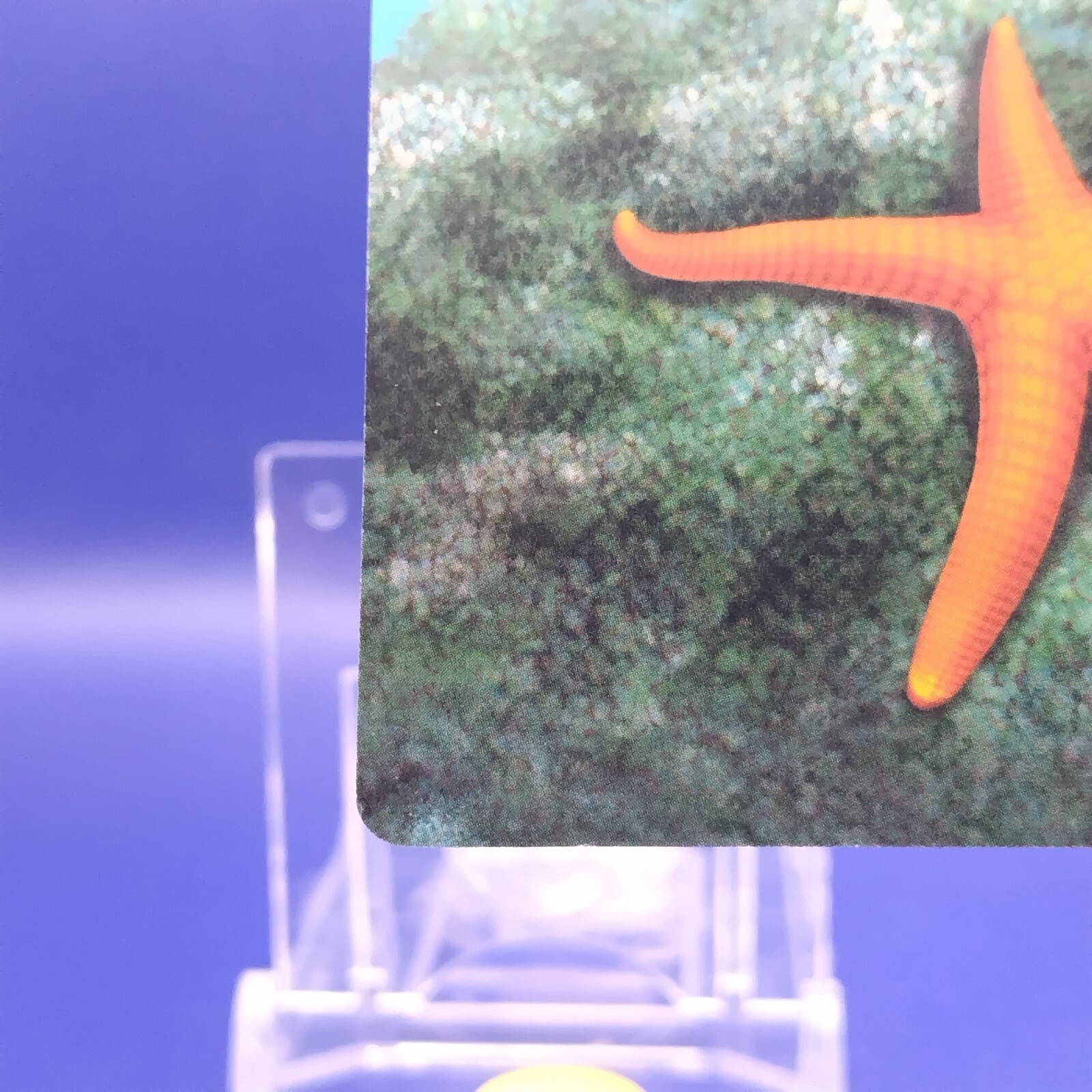 Starfish Sea Creatures Card Cards Learning Educational DAISO Japan Japanese