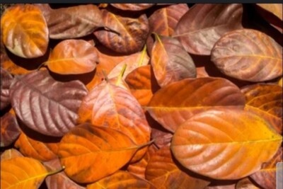Indian Almond Leaf Natural Dried Jack Fruit leaves Organic bio fish Aquarium