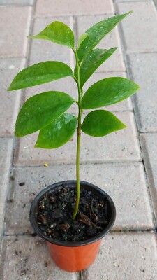 Annona Muricata,Graviola, Soursop, Guanabana Live seedling/plant/tree in a Pot. 