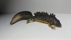 2026 NEW Collecta Animal Toy / Figure  Great Crested Newt