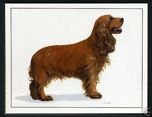 COCKER SPANIELS - Dog Breed - Original Collectors Cards - Set of Six - Crufts