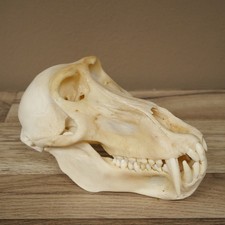 Baboon Sch&auml;del Affe H&ouml;he 14 cm Pavian mit Herkunftsnachweis 62.100.40