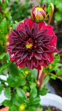 Pretty Imported Dahlia Red Flower Bulbs Pack of 2 bulbs