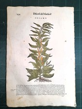 MATTIOLI MATTHIOLI Erbario a figure grandi originale del 1604 SESAMO