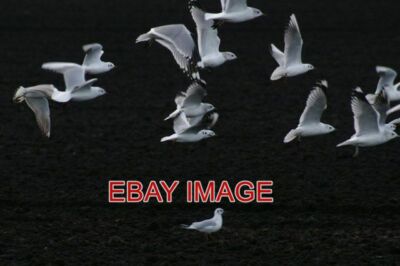 PHOTO  GULLS AND BLACK EARTH ALTCAR MOSS COMMON AND BLACK-HEADED GULLS RISE FROM