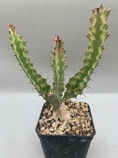 Euphorbia Buruana Variegata Vaso 10 Cm, Pianta Rara Verde