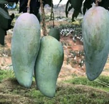 5 Mango Xoai Tuong Elephant  Cuttings Scions for Grafting - Create Grafted Trees