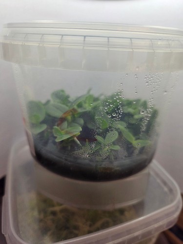 Aerangis cryptodon Orchidée orchids flask in vitro - Afbeelding 2 van 3