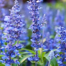 HYSSOP officinalis Perennial Hummingbird Plant & Medicinal USA Non-GMO 200 Seeds