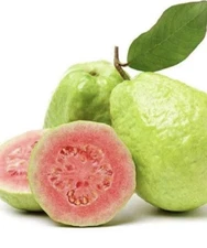 6”-12” Pink Guava Fruit Tree Planting Exotic Delicious Tropical Fruit 
