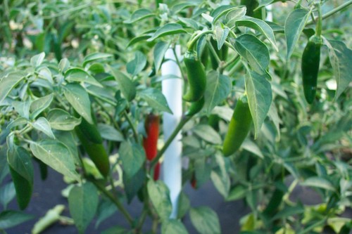 EXTRA HOT (since often requested)---Hot Pepper Powder / Grind / Mix -1 OZ (28 g) - Picture 4 of 9