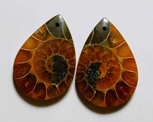 55.20 Cts Natural Ammonite Drilled Cabochon Match Pair Gemstone 30.6X21.3MM - Picture 3 of 3
