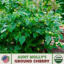 20 Aunt Molly's Ground Cherry Seeds, Organic, Open-Pollinated, Genuine USA