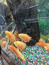 Tiger/Red Oscar Cichlids (Astronotus ocellatus)