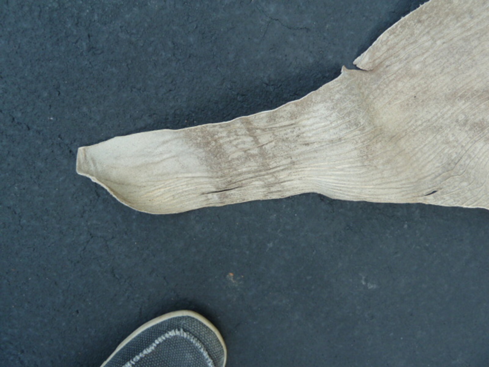 Picture 8 of 12