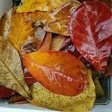 25pcs Catappa indian almond leaves ketapang leaf shrimp betta fish aquarium care - Picture 8 of 10