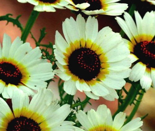 DAISY PAINTED POLAR STAR Chrysanthemum Carinatum - 500 Bulk Seeds - 第 1/1 張圖片