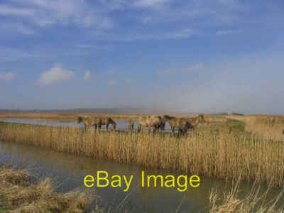 Foto 6x4 Sumpfponys bei Minsmere Eastbridge\/TM4566 Blick nach Norden durch c2006