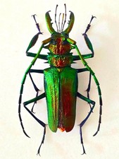 Psalidognathus for collectors | rare Psalidognathus beetles