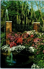 Azalea Display in the Show Dome at Mitchell Park Conservatory Wisconsin Postcard
