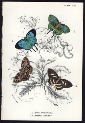 1896 Kirby  Antique Color Print Arcas Imperialis - Imperial Arcas etc