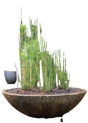 8 Strawberry & Cream Ribbon Grass Root Divisions – Ornamental Grass For Sun Or Shade, Potted Plugs