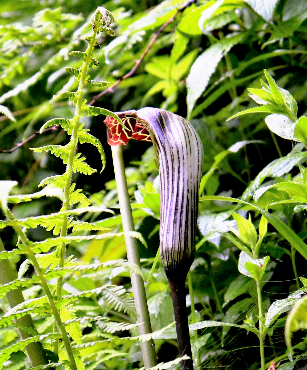 5 HIMALAYAN COBRA LILY Arisaema Consanguineum Asian Jack In Pulpit