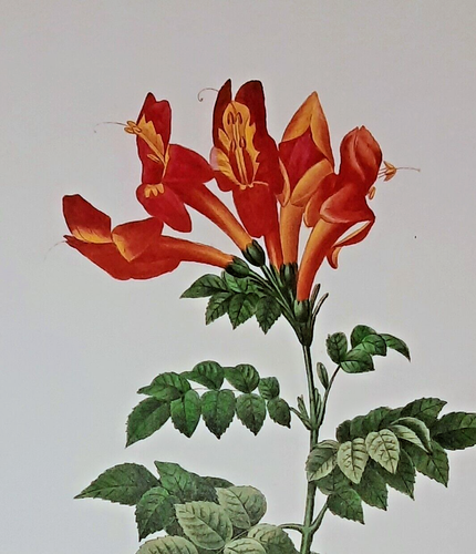 Pierre Joseph Redoute Botanical Flowers BIGNONIA CAPENSIS Print Book Plate 11 - Picture 1 of 2
