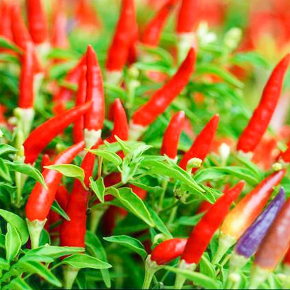 THAI HOT PEPPER Bird CHILI SEEDS 50+ VERY FRESH Non-GMO Capsicum frutescens FAST - Image 3 of 4