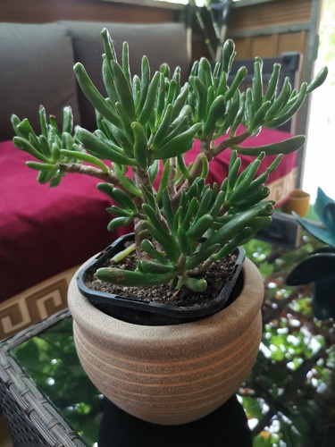 31 cm Crassula Ovata Gollum / Geldbaum Fingerbaum
