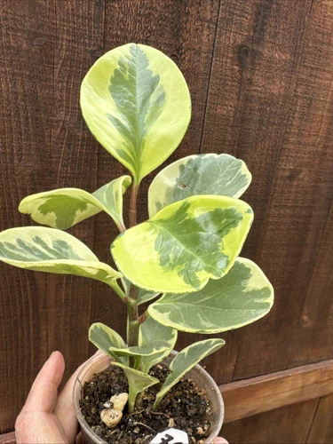 Peperomia obtusifolia variegata Marble - Baby Rubber Plant - One Rooted Starter