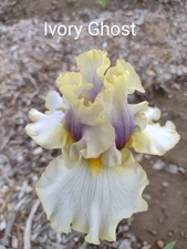 X3 ~ Tall Bearded "IVORY GHOST" Fresh and Healthy ~ FREE SHIPPING