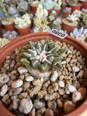 Rare Cactus #0380