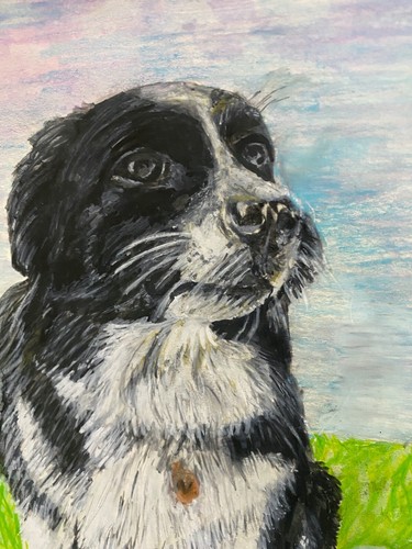 WELSH COLLIE WORKING SHEEP DOG A4 disegno artistico pastello originale unico firmato - Foto 5 di 5