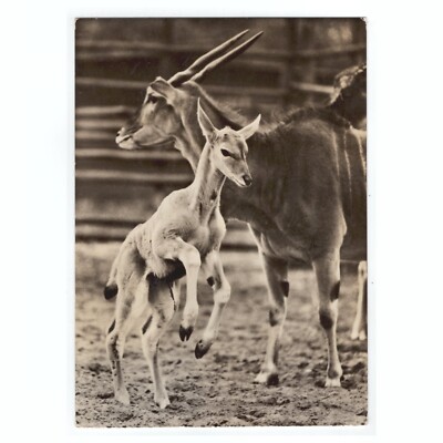 AK Elen-Antilope mit Kalb, 1968