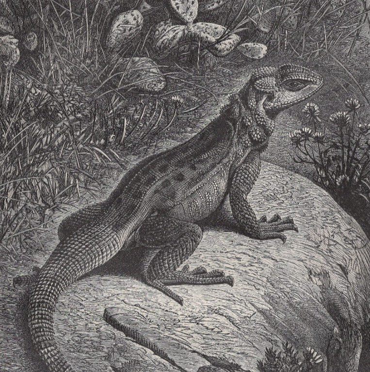 SPINY-TAILED IGUANA - Desert Cactus Habitat Scene 1880 Antique Engraving