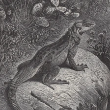 SPINY-TAILED IGUANA - Desert Cactus Habitat Scene 1880 Antique Engraving