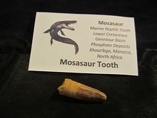 Dinosaur Bone Mosasaur Tooth Morocco, North Africa With Display Card MT H