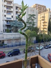Bamboo Plants with glass pot